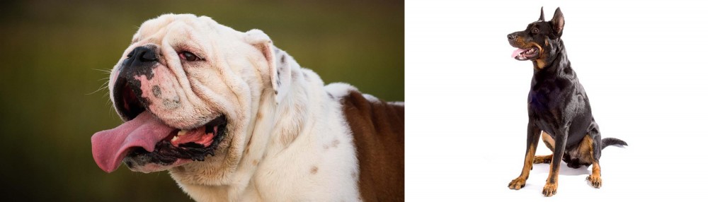 Beauceron vs English Bulldog - Breed Comparison