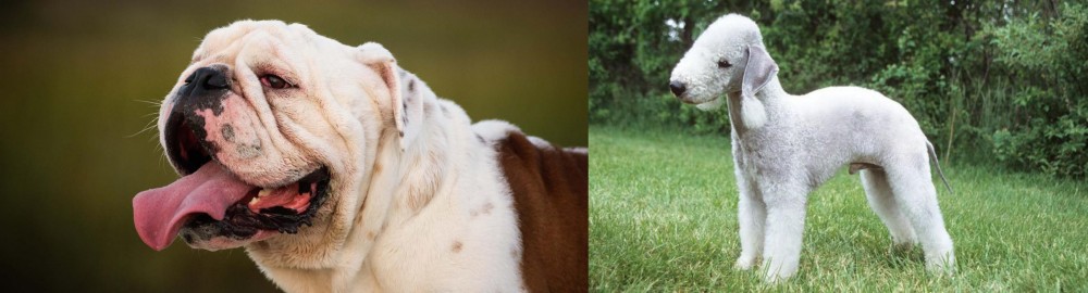 Bedlington Terrier vs English Bulldog - Breed Comparison