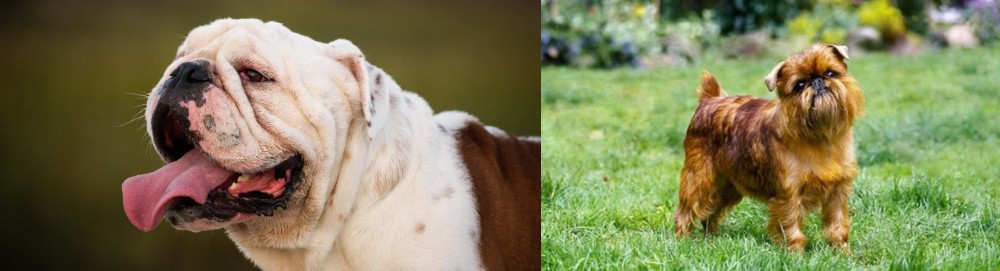 Belgian Griffon vs English Bulldog - Breed Comparison