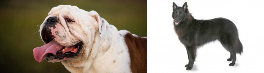 Belgian Shepherd vs English Bulldog - Breed Comparison