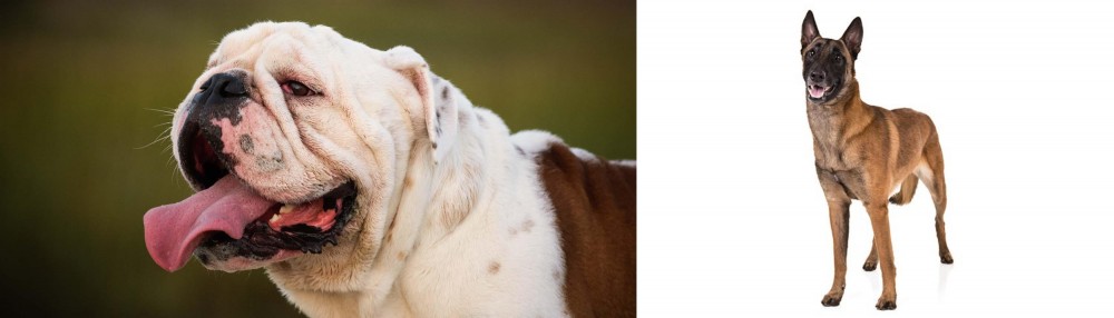 Belgian Shepherd Dog (Malinois) vs English Bulldog - Breed Comparison