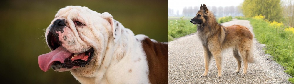 Belgian Shepherd Dog (Tervuren) vs English Bulldog - Breed Comparison