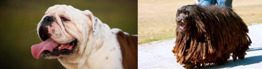 Bergamasco vs English Bulldog - Breed Comparison