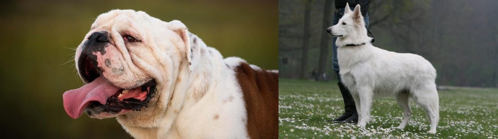 Berger Blanc Suisse vs English Bulldog - Breed Comparison