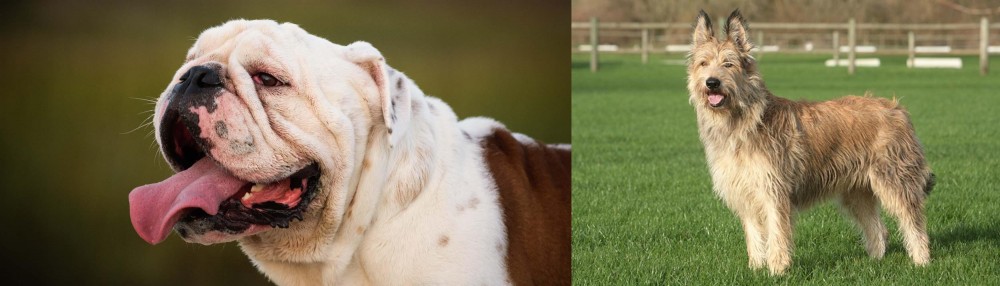 Berger Picard vs English Bulldog - Breed Comparison