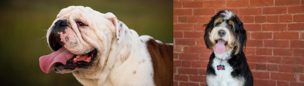 Bernedoodle vs English Bulldog - Breed Comparison