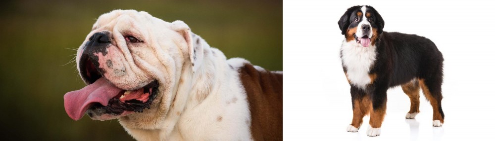 Bernese Mountain Dog vs English Bulldog - Breed Comparison