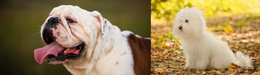 Bichon Bolognese vs English Bulldog - Breed Comparison