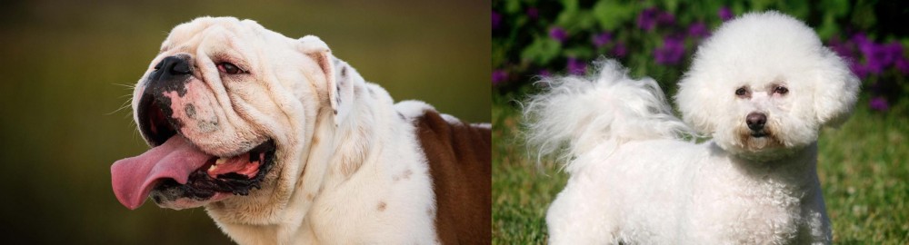 Bichon Frise vs English Bulldog - Breed Comparison