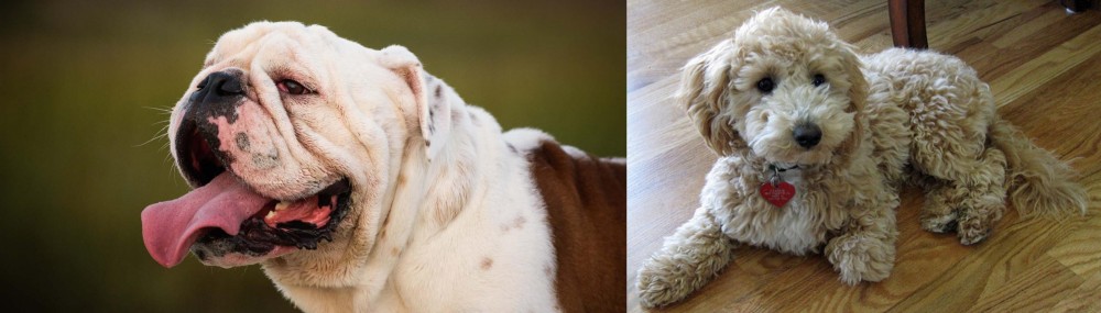 Bichonpoo vs English Bulldog - Breed Comparison