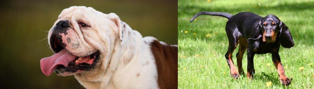 Black and Tan Coonhound vs English Bulldog - Breed Comparison
