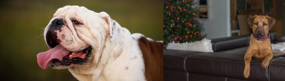 Black Mouth Cur vs English Bulldog - Breed Comparison