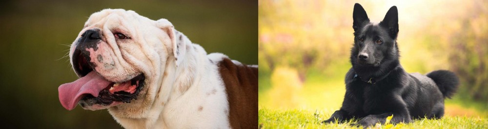 Black Norwegian Elkhound vs English Bulldog - Breed Comparison