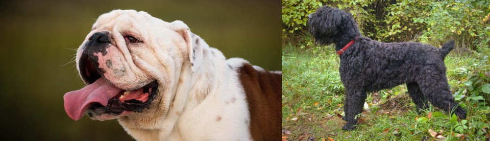 Black Russian Terrier vs English Bulldog - Breed Comparison