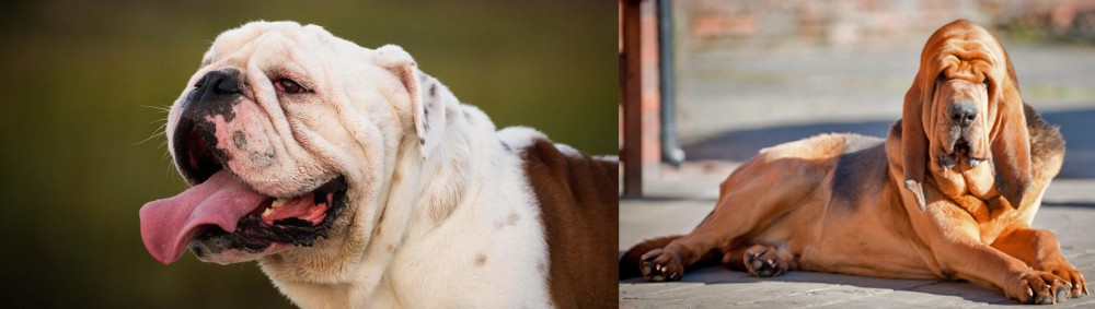 Bloodhound vs English Bulldog - Breed Comparison