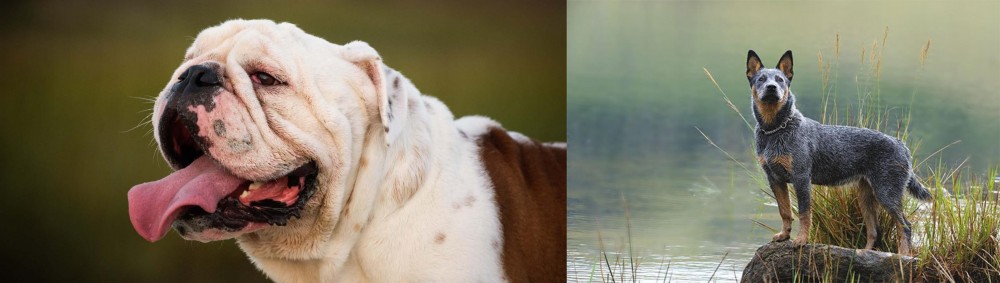 Blue Healer vs English Bulldog - Breed Comparison