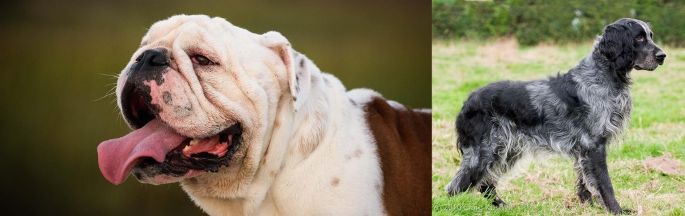 Blue Picardy Spaniel vs English Bulldog - Breed Comparison