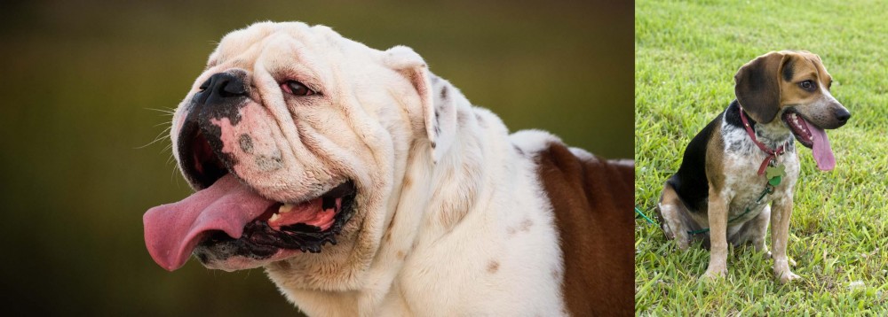 Bluetick Beagle vs English Bulldog - Breed Comparison