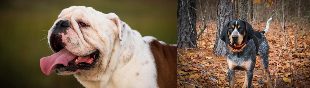 Bluetick Coonhound vs English Bulldog - Breed Comparison
