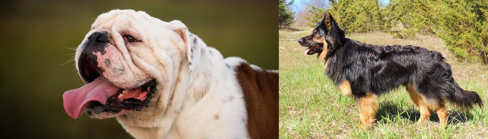 Bohemian Shepherd vs English Bulldog - Breed Comparison