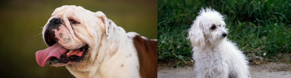 Bolognese vs English Bulldog - Breed Comparison