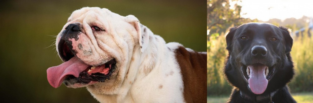 Borador vs English Bulldog - Breed Comparison