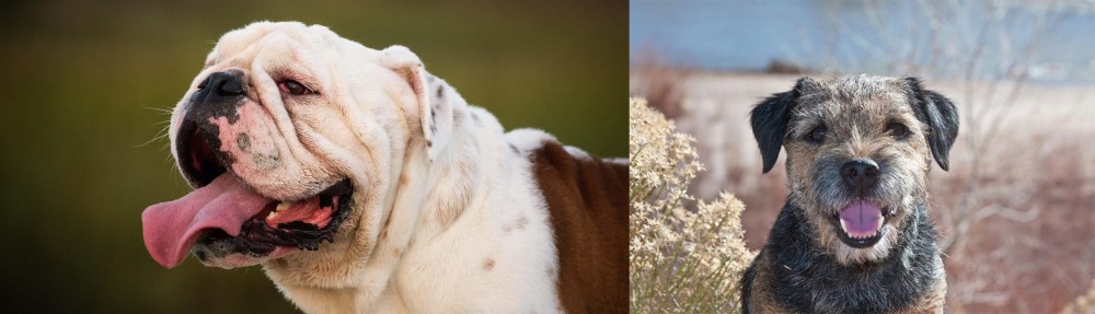 Border Terrier vs English Bulldog - Breed Comparison