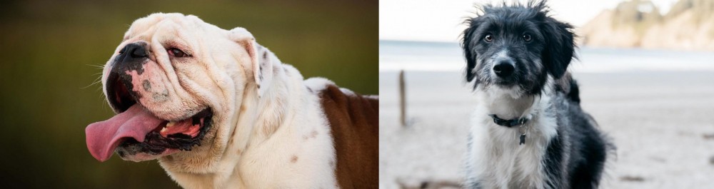 Bordoodle vs English Bulldog - Breed Comparison