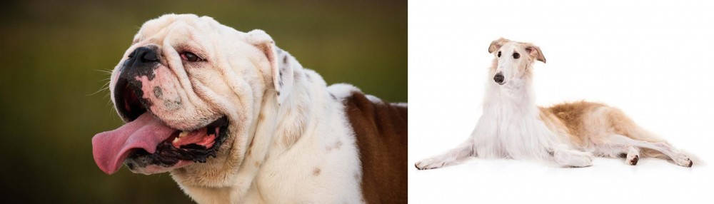 Borzoi vs English Bulldog - Breed Comparison
