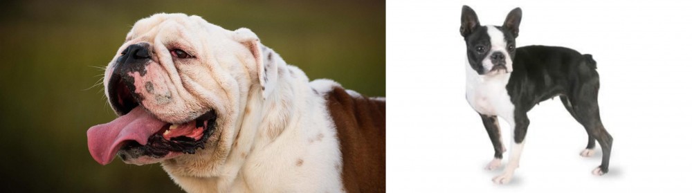 Boston Terrier vs English Bulldog - Breed Comparison