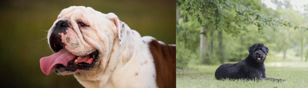 Bouvier des Flandres vs English Bulldog - Breed Comparison