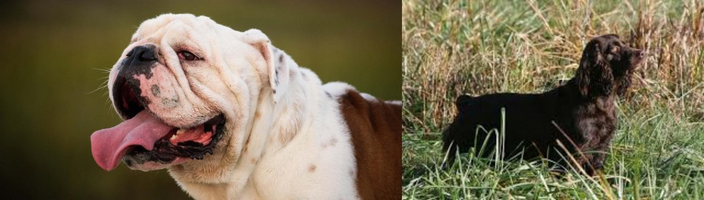 Boykin Spaniel vs English Bulldog - Breed Comparison