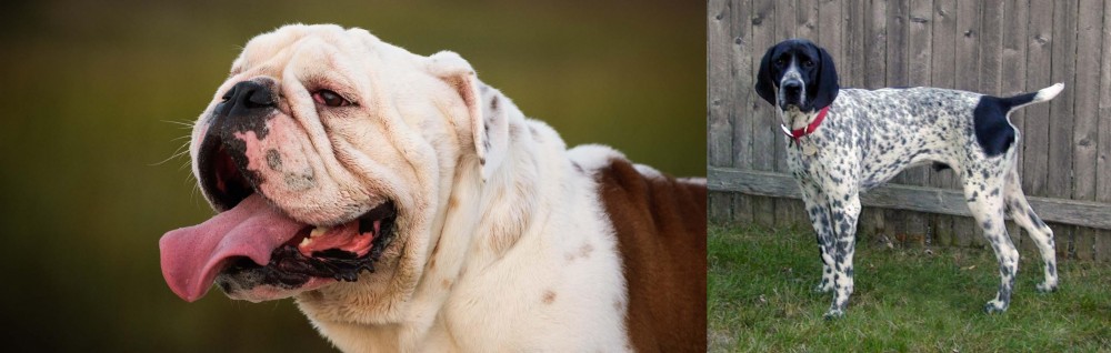 Braque d'Auvergne vs English Bulldog - Breed Comparison