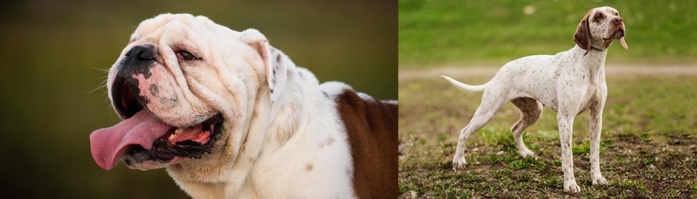 Braque du Bourbonnais vs English Bulldog - Breed Comparison