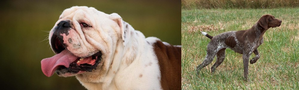 Braque Francais vs English Bulldog - Breed Comparison