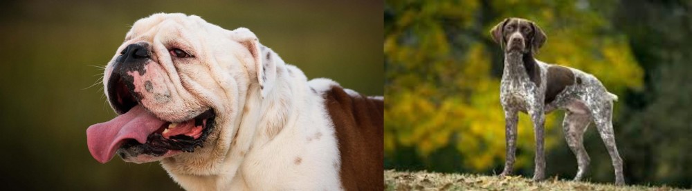 Braque Francais (Gascogne Type) vs English Bulldog - Breed Comparison
