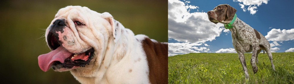 Braque Francais (Pyrenean Type) vs English Bulldog - Breed Comparison