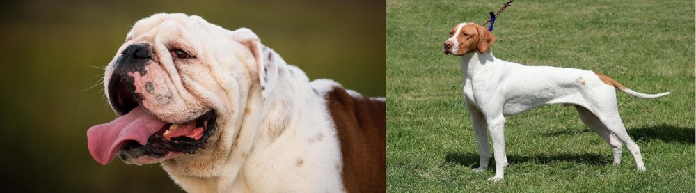 Braque Saint-Germain vs English Bulldog - Breed Comparison