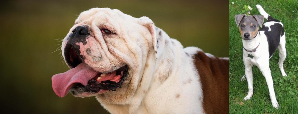Brazilian Terrier vs English Bulldog - Breed Comparison