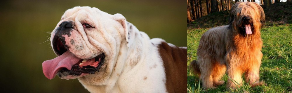 Briard vs English Bulldog - Breed Comparison