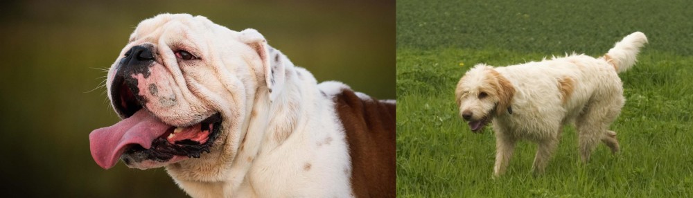 Briquet Griffon Vendeen vs English Bulldog - Breed Comparison