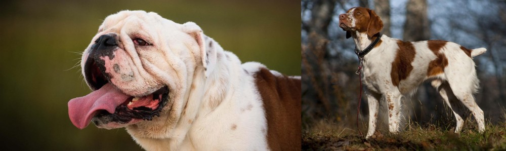 Brittany vs English Bulldog - Breed Comparison
