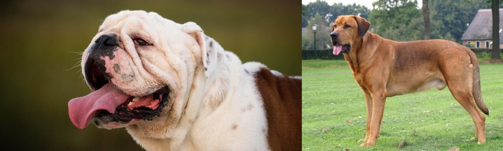 Broholmer vs English Bulldog - Breed Comparison