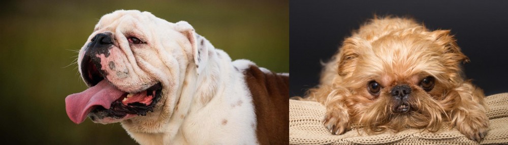 Brug vs English Bulldog - Breed Comparison