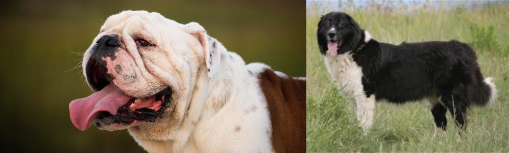 Bulgarian Shepherd vs English Bulldog - Breed Comparison