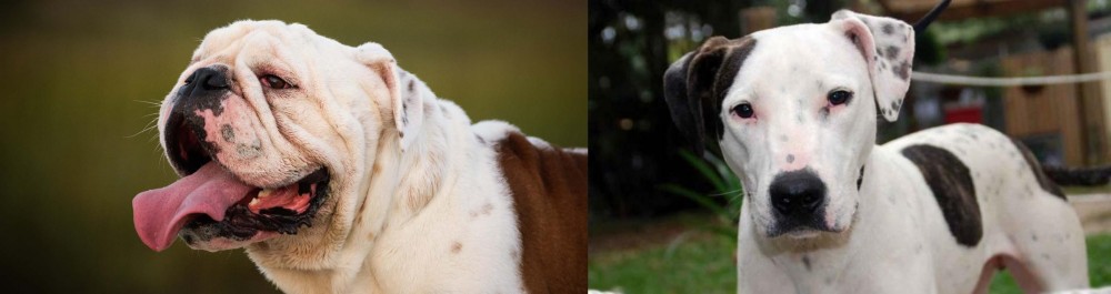 Bull Arab vs English Bulldog - Breed Comparison