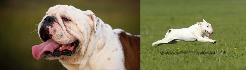 Bull Terrier vs English Bulldog - Breed Comparison