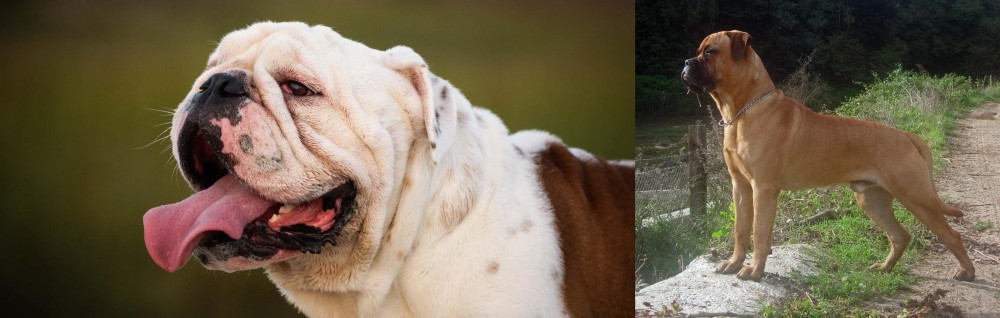 Bullmastiff vs English Bulldog - Breed Comparison