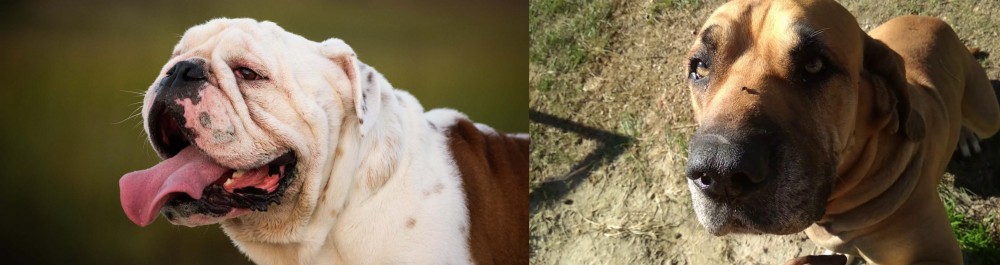 Cabecudo Boiadeiro vs English Bulldog - Breed Comparison