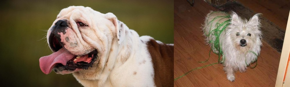 Cairland Terrier vs English Bulldog - Breed Comparison